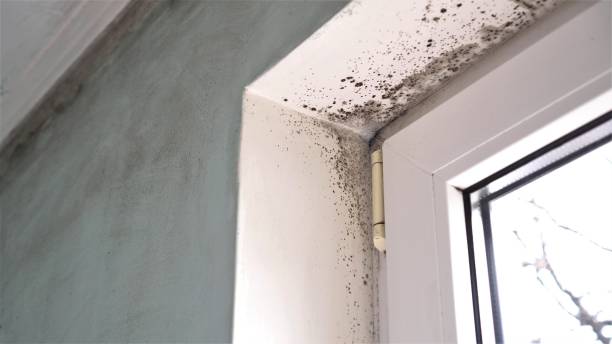 Best Attic Mold Remediation in Zellwood, FL