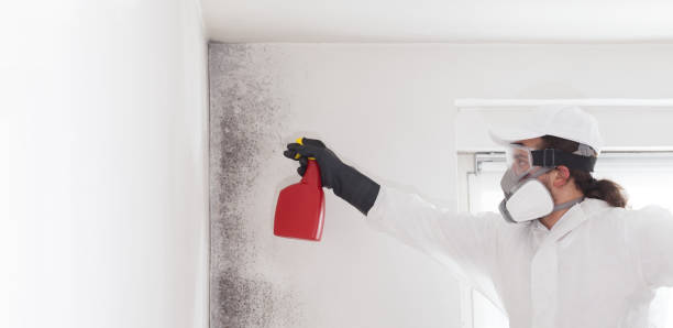 Best White Mold Remediation in Zellwood, FL