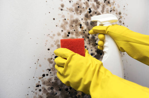 Best Residential Mold Remediation in Zellwood, FL
