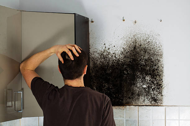Best Post-Flood Mold Remediation in Zellwood, FL